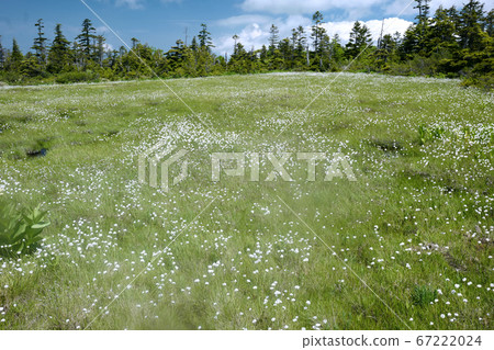 Yagima summit, cotton peony in Kindergarten pond Yagima summit, cotton peony in Kindergarten pond 67222024