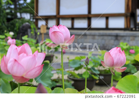 Kikoji, a lotus in full bloom in the precincts 67222091