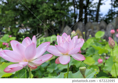 Kikoji, a lotus in full bloom in the precincts Kikoji, a lotus in full bloom in the precincts 67222095