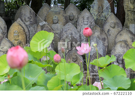 Kikoji, a lotus in full bloom in the precincts 67222110