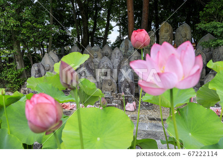 Kikoji, a lotus in full bloom in the precincts Kikoji, a lotus in full bloom in the precincts 67222114