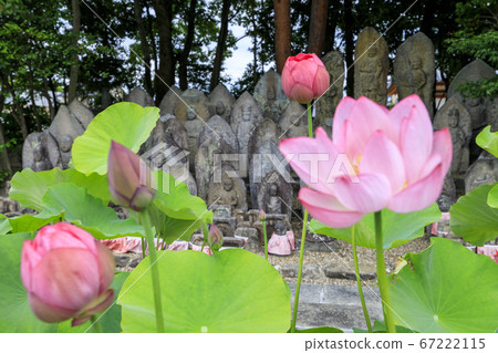 Kikoji, a lotus in full bloom in the precincts Kikoji, a lotus in full bloom in the precincts 67222115