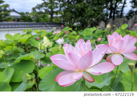 Kikoji，在地區盛開的蓮花 67222119