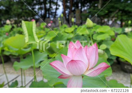 Kikoji, a lotus in full bloom in the precincts Kikoji, a lotus in full bloom in the precincts 67222126