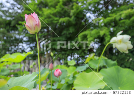 Kikoji，在地區盛開的蓮花 67222138