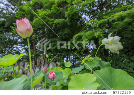 Kikoji, a lotus in full bloom in the precincts 67222139