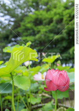 Kikoji, a lotus in full bloom in the precincts Kikoji, a lotus in full bloom in the precincts 67222142