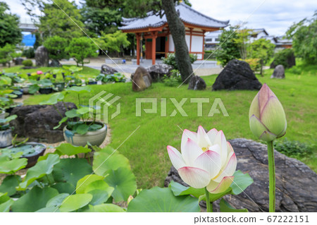 Kikoji, a lotus in full bloom in the precincts 67222151