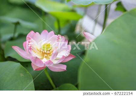 Kikoji, a lotus in full bloom in the precincts Kikoji, a lotus in full bloom in the precincts 67222154