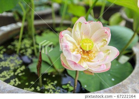 Kikoji，在地區盛開的蓮花 67222164