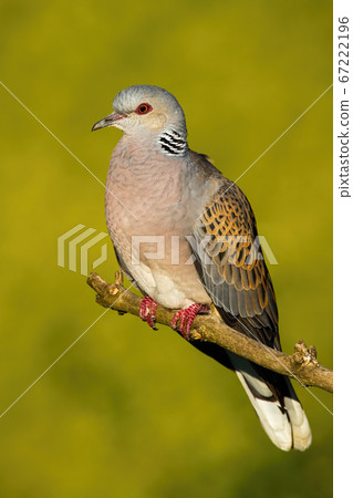European turtle dove sitting on branch in summer nature. 67222196