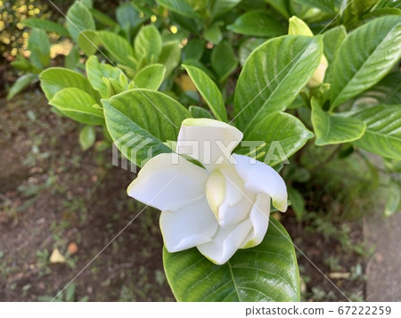 Gardenia flowers (blooming and buds)/The gardenia Gardenia flowers (blooming and buds)/The gardenia 67222259