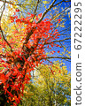 Blue sky, birch and poison ivy 67222295