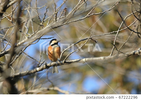 Tree Parus Tree Parus 67222296
