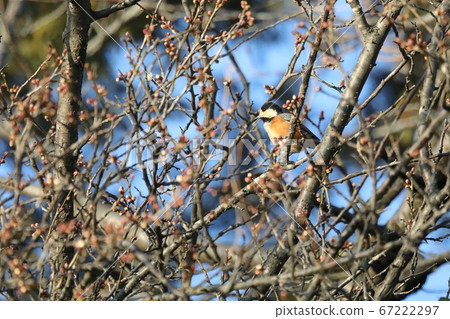 Tree Parus Tree Parus 67222297