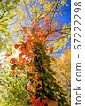 Blue sky, birch and poison ivy 67222298