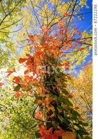 Blue sky, birch and poison ivy Blue sky, birch and poison ivy 67222298