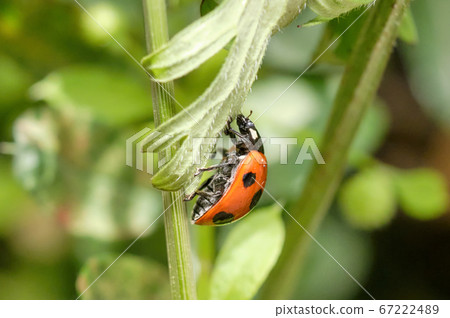 Red ladybird Red ladybird 67222489
