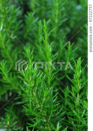 迷迭香,香料植物,香草植物,藥用植物,食用植物 67222757