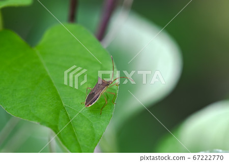 Hari bug Hari bug 67222770
