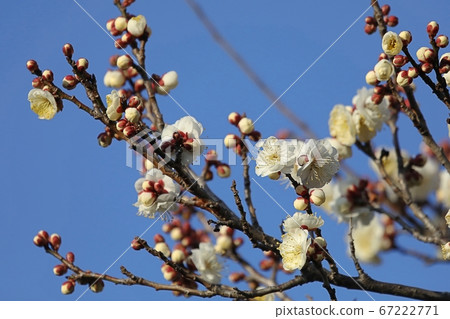 Plum blossoms in full bloom Plum blossoms in full bloom 67222771