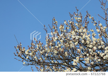 Plum blossoms in full bloom 67222788