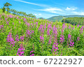 Summer at the ski resort where the willow orchids bloom 67222927
