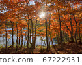 Autumn leaves of Biwa Pond 67222931