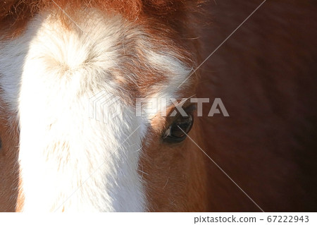 Up on the face of a pony 67222943