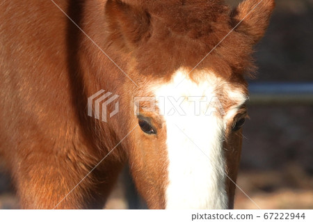 Up on the face of a pony 67222944