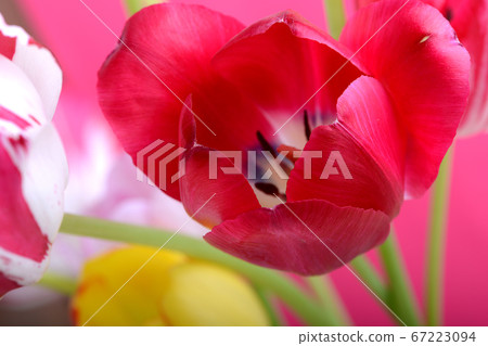 spring flowers banner - bunch of red and yellow 67223094