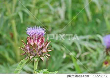 Artichoke flower in the vegetable field Artichoke flower in the vegetable field 67223137
