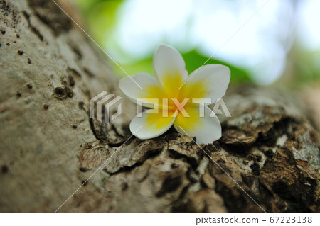 Frangipani, flower, blossom, falling flower, trunk Frangipani, flower, blossom, falling flower, trunk 67223138