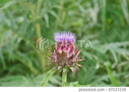 Artichoke flower in the vegetable field Artichoke flower in the vegetable field 67223139