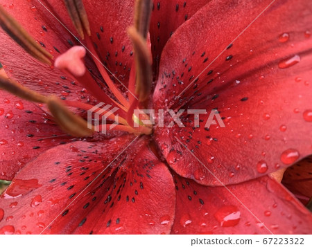 紅百合 67223322