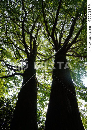 Saitama Prefecture Kumagaya City Hoshikei Garden Hoshikei Garden Strolling Garden Takei Sayonyo Ohki Tree Natural Light Sunbeams Saitama Prefecture Kumagaya City Hoshikei Garden Hoshikei Garden Strolling Garden Takei Sayonyo Ohki Tree Natural Light Sunbeams 67223589