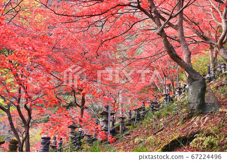Oyama Temple Autumn leaves Oyama Temple Autumn leaves 67224496