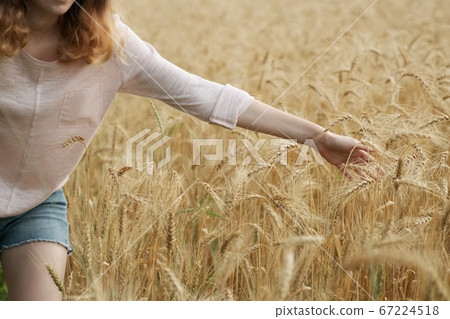 Closeup of hand girl touching yellow spikelets of wheat 67224518