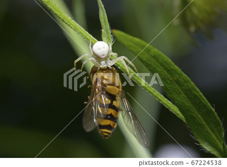 Tiny white flower crab spider eating a hoverfly 67224538