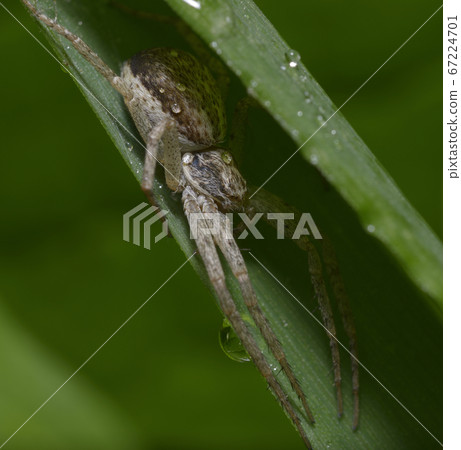 Dangerous looking wolf spider sitting on blade of grass 67224701