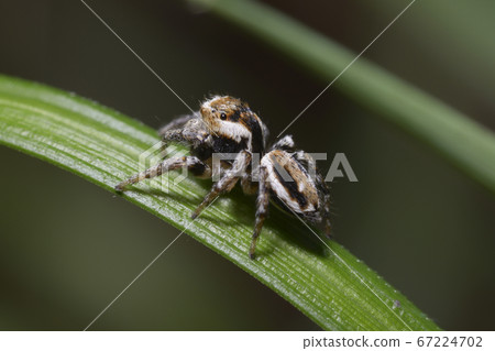 Dangerous looking wolf spider sitting on blade of grass Dangerous looking wolf spider sitting on blade of grass 67224702