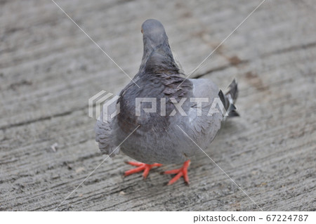 1 July 2020 Common pigeon in the city at hong kong 67224787