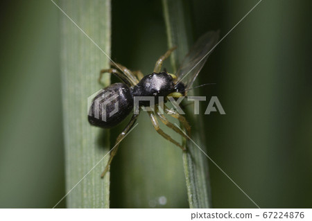 Very small black spider eating a fly sitting on plant stem 67224876