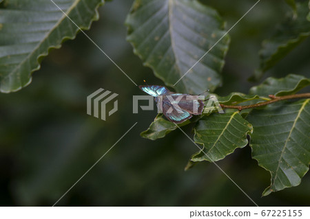 Hisamatsu Midori Shijimi that stretches at the tip of a beech branch 67225155