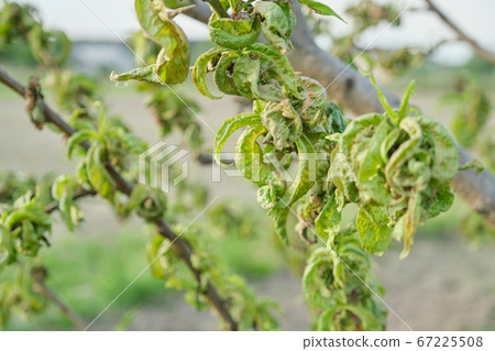 Peach tree affected by fungal diseases, spring season in the garden Peach tree affected by fungal diseases, spring season in the garden 67225508