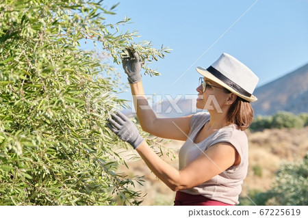 Woman worker inspecting olive trees in the mountains Woman worker inspecting olive trees in the mountains 67225619