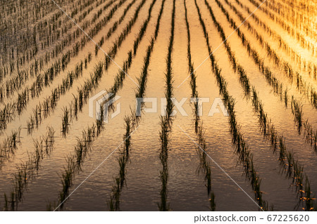 Sunset after rice planting (May) Sunset after rice planting (May) 67225620