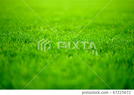 Background texture close up green grass background 67225672