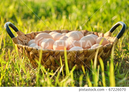Farm fresh chicken eggs in basket on the grass in nature, healthy natural food 67226070