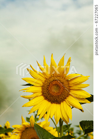 sunflower 67227065